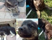 Продам собаку в Домодедове, Щенки, Здоровы, Проглистогонены, Ожидают первые прививки