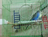 Продам птицу в Челябинске, двух волнистых попугайчиков мальчика и девочку, им по 1,