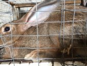 Продам заяца в Нальчике, Кролики, Милые создания