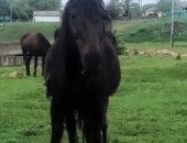 Продам лошадь в Черкесске, кобылу Англо-Буденовской породы черная с месячным жеребенком