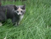 Продам кошку, самка в Самаре, Возраст 2 месяца, От кошки крысоловки, Самостоятельная