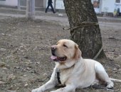 Продам собаку лабрадор, самка в Курске, Замечательные щенки а от папы чемпиона и мамы
