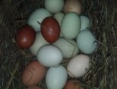 Продам яица в Кирове, лпх "вятский петушок" Продает инкубационное яйцо кур породы