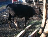 Продам в Серпухове, дойную корову - 5 отёлов, в день дает 20 литров молока, И 3 тёлок: