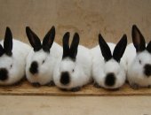 Продам заяца в Кирове, Кролики Калифорнийцы, чистокровных кроликов породы Калифорниец