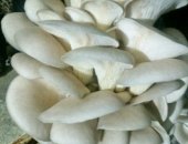 Продам грибы в Ростове-на-Дону, Продаётся действующее грибное производство по выращиванию