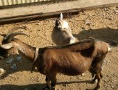 Продам козу в Чердаклы, Коза, тся коза и козочка заанинской породы, цена договорная