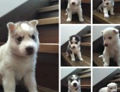 Продам собаку сибирская хаски в Красноярске, Предлагаются к резервированию замечательные