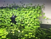 Продам в Москве, прополку растений со своего аквариума в нее входит: большая порция мха