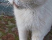 Продам кошку, самка в Чебоксары, Найдена кошка, ищем старых или новых хозяев, В Альгешево