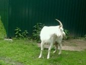 Продам козу в Кулебаках, Коза, дойную дает от 2, 5 литров и козочку 6мес можно