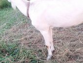 Продам козу в Сараи, Козочка 3месяца, от альпийской козы 1_й окот, сейчас даёт около 4_х