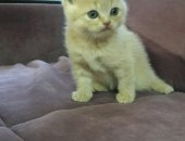 Продам шотландская, самец в Соколе, Шотландские плюшевые котята, тся чистокровные