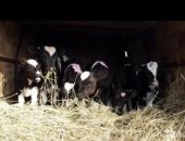Продам корову в Ливнах, Бычки и теляти, разных породы и разных возрастов Здоровье теляти