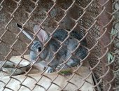Продам заяца в Лениногорске, кролика девочку, цена договорная