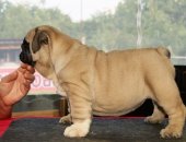 Продам собаку английский бульдог, самка в Краснодаре, Доступны к продаже Каменный Лес