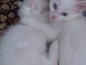 Продам кошку, самец в Инское, Отдам два белоснежных котёнка, мальчики, Лоток на 5