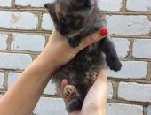 Продам кошку, самец в Чаплыгине, Отдам котенка в добрые руки, Девочка, 2 месяца, Очень