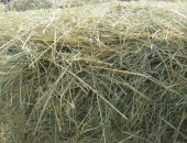 Продам корм для грызунов в Клине, сено в рулонах нового покоса возможно доставка в