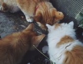 Продам кошку, самец в Москве, МОСКВА и МО Ищу дом для пятерых бездомных котят Четыре