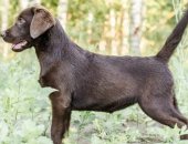 Продам собаку лабрадор, самка в Москве, Предлагаются щенки а с высоким потенциалом для