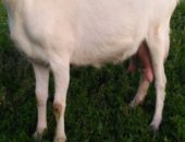 Продам козу в Воронеже, недорого двойных зааннинских коз 3штуки на выбор, козёл здоровый