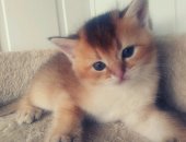 Продам британская, самец в Москве, клубных котят дата рождения 23 июня 2018 года, метрика