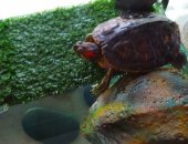 Продам в Каменске-Уральском, Красноухая черепаха, Отдам в добрые руки красноухую черепаху
