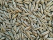 Продам корм для грызунов в Шарыпове, а: дробленка цена : 240 руб, мешок 30 кг тонна
