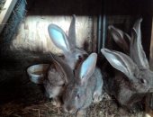 Продам заяца в Брянске, Молодняк от чистокровных Ризенов, тся молодняк кроликов породы