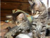 Продам мейн-кун, самец в Иванове, тся очаровательные котята от внеплановой вязки, Мама