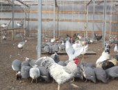 Продам птицу в Набережных Челнах, Фермерское хозяйство реализует цесарок трёх пород