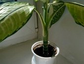 Продам комнатное растение в Санкт-Петербурге, Дифенбахия, Белая на солнце, зеленеет в тени