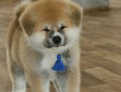 Продам собаку акита в Красноярске, Предлагается щенки Акиты, От красивой пары, Документы
