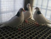 Продам птицу в Москве, Пермских высоколетных, молодые 2018г, и взрослые 1000 р, один