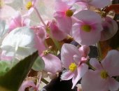 Продам комнатное растение в Туймазы, укорененные черенки обильно цветущей бегонии
