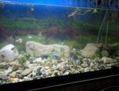 Продам рыбки в Губдене, аквариум 150 литров 110см 35см 35см 8мм толшина стекла, Есть