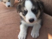 Продам собаку сибирская хаски в Москве, Щенки, рождённые 4 июля, уже едят самостоятельно