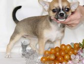 Чихуахуа продаются щенки, красивые дети знаменитых родителей, на сайте питомника