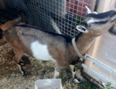Продам козу в Нижнем Новгороде, На выбор две козы: 1 Коза полунубийская 50 2015 года