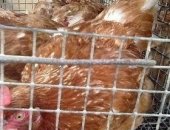Продам с/х птицу в Кропоткине, Куры - несушки опт и розница, тся куры - несушки: ломан