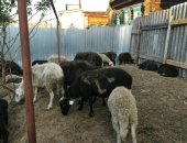 Продам в Индерке, Овцы на Курбан-Байрам и на племя, Предлагаю овец на мясо,