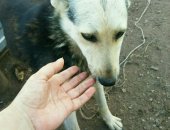 Продам собаку, самка в Уфе, Стерилизованная девочка небольших размеров, загулов не будет