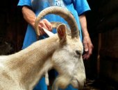 Продам козу в Краснокаменске, дойную, молочную И племенного козла, Вся остальная