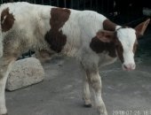Продам корову в Лабинске, домашних животных бычков мясного направления, Бычки отличные