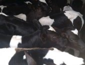 Продам корову в Буздяке, Телята, тся телята бычки и тёлочки возраст от 1 месяца