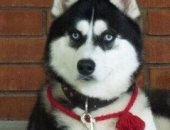 Продам собаку сибирская хаски, самец в Сызрани, Предлагаются к бронированию щенки