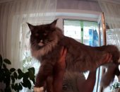 Продам мейн-кун, самец в Тольятти, Шикарный молодой, развязанный, кот приглашает
