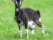 Продам козу в Курске, Коза 1 год от молочных коз, продается молодая козочка от молочной