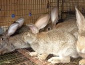 Продам заяца в Шарьи, Кроликов Порода Фландр мясная порода, Возраст от 2мес, до 8 мес